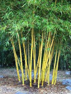 Bambusa nutans Nodding Bamboo, Mai bong